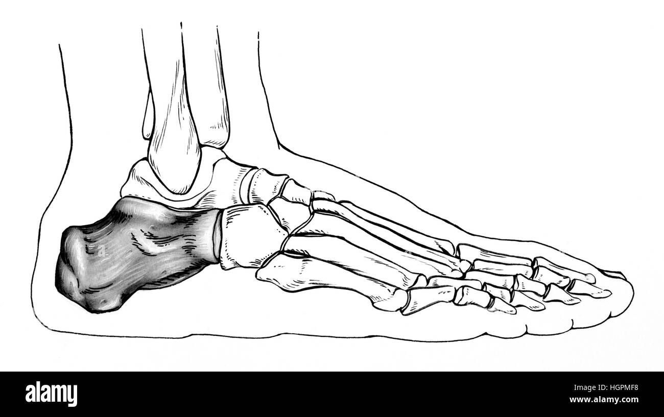 Talon Humain Dessin d'un pied humain normal, avec une emphase sur l'astragale (os du ...