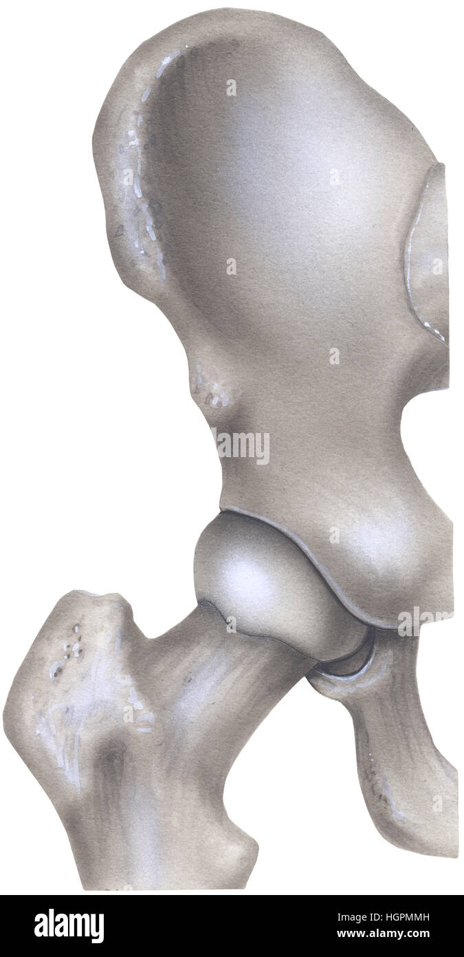 L'os de la hanche et la douille Banque D'Images