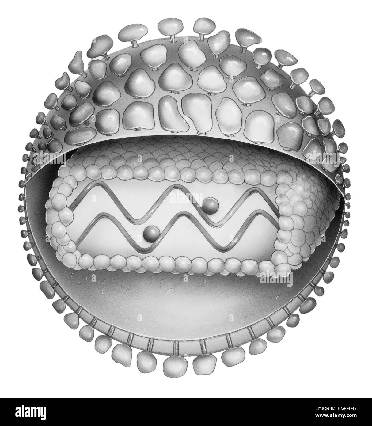 Illustration d'une particule. Illustré (de l'extérieur) sont dans l'enveloppe, bicouche phospholipidique, Matrix, capsule, et deux copies de l'ARN viral Banque D'Images