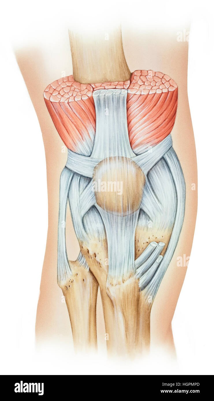 L'appareil extenseur du genou, qui se compose de la groupe musculaire des quadriceps (rectus femoris, le vastus intermedius, et vaste interne), la rotule, et pat Banque D'Images