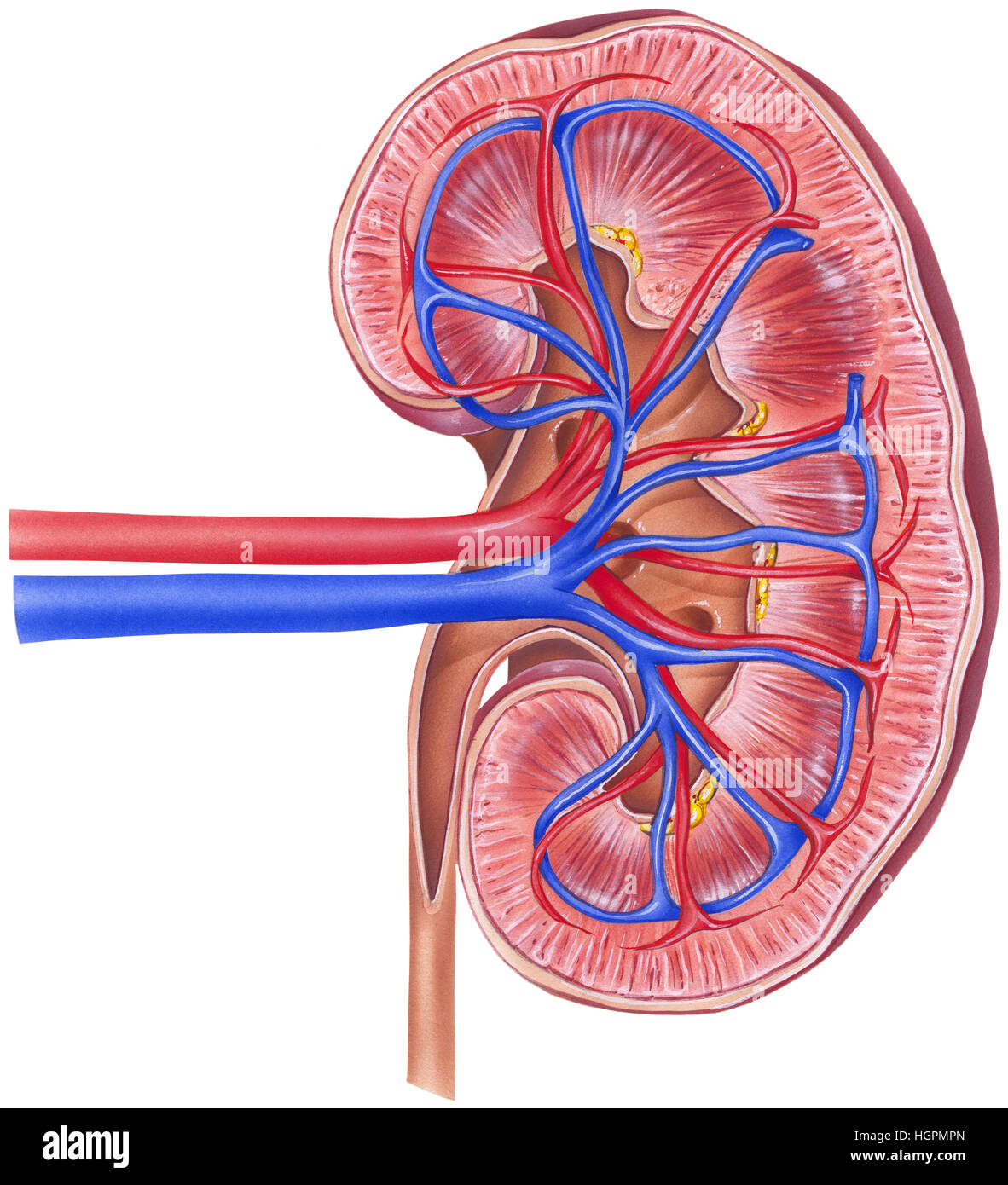 Anatomie d'un rein humain, la section en coupe. Indiquées sont l'artère rénale, la veine rénale, de l'uretère supérieur, calice, calice inférieur, et glomérule. Banque D'Images