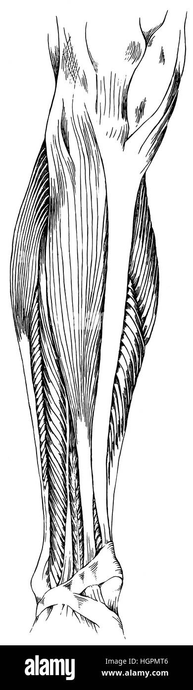 L'anatomie de la jambe Banque D'Images