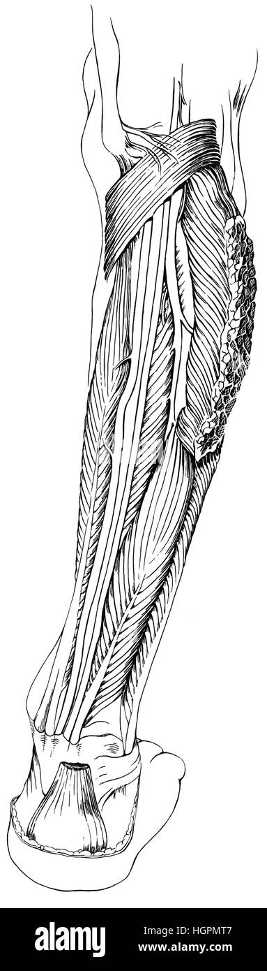 L'anatomie de la jambe Banque D'Images
