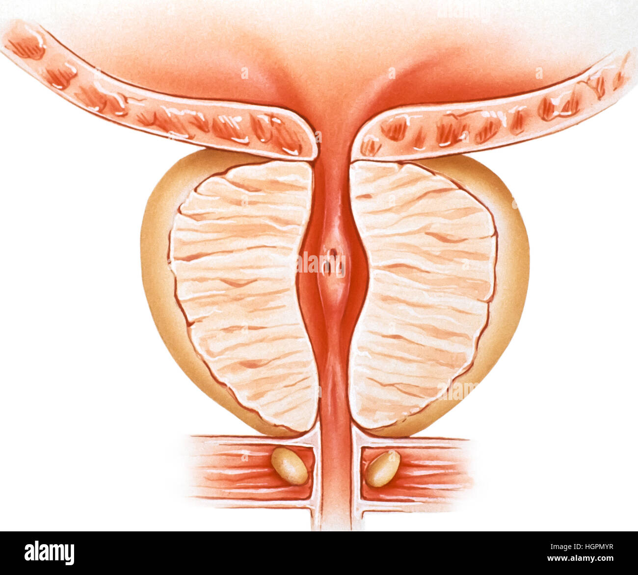 - Normal de la prostate Banque D'Images