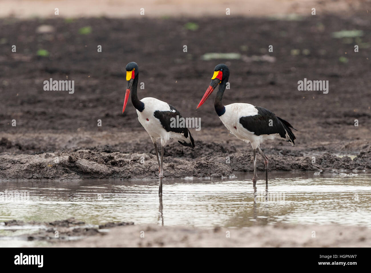 Saddle-billed stork paire pêche pan Mana Pools Banque D'Images