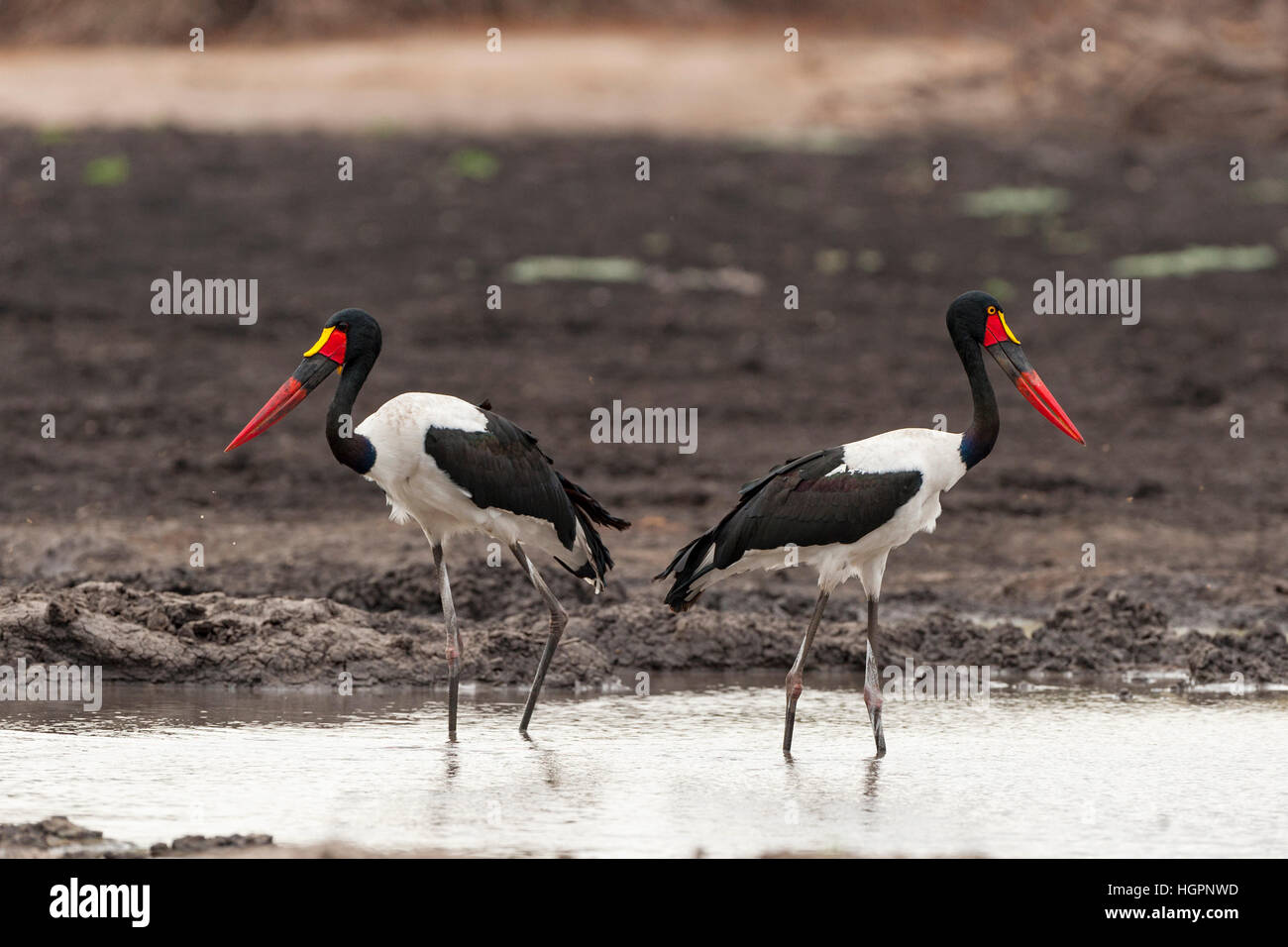 Saddle-billed stork paire pêche pan Mana Pools Banque D'Images