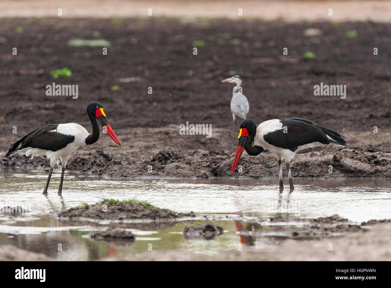 Saddle-billed stork paire pêche pan Mana Pools Banque D'Images