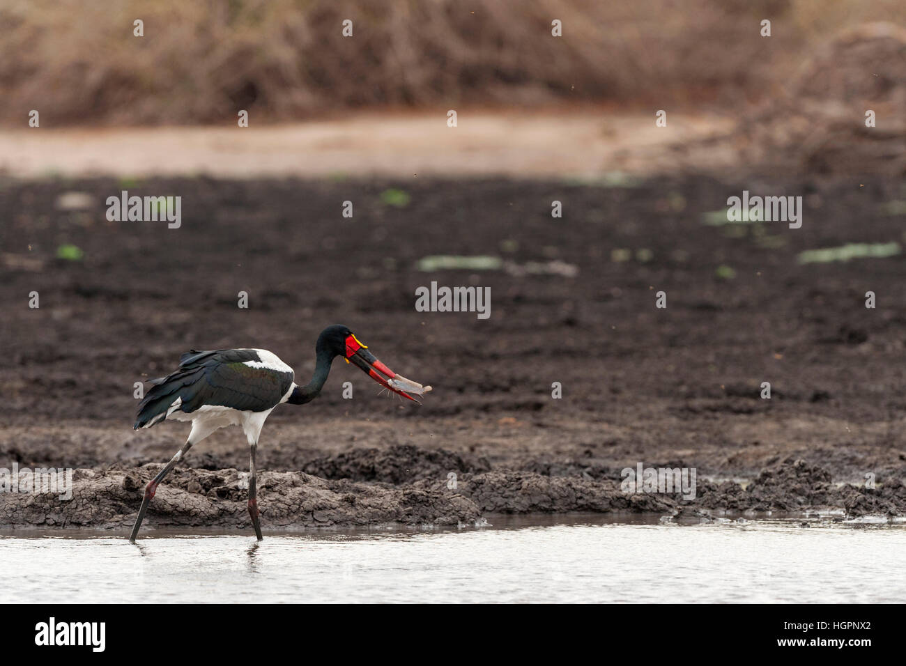 Saddle-billed stork paire pêche pan Mana Pools Banque D'Images