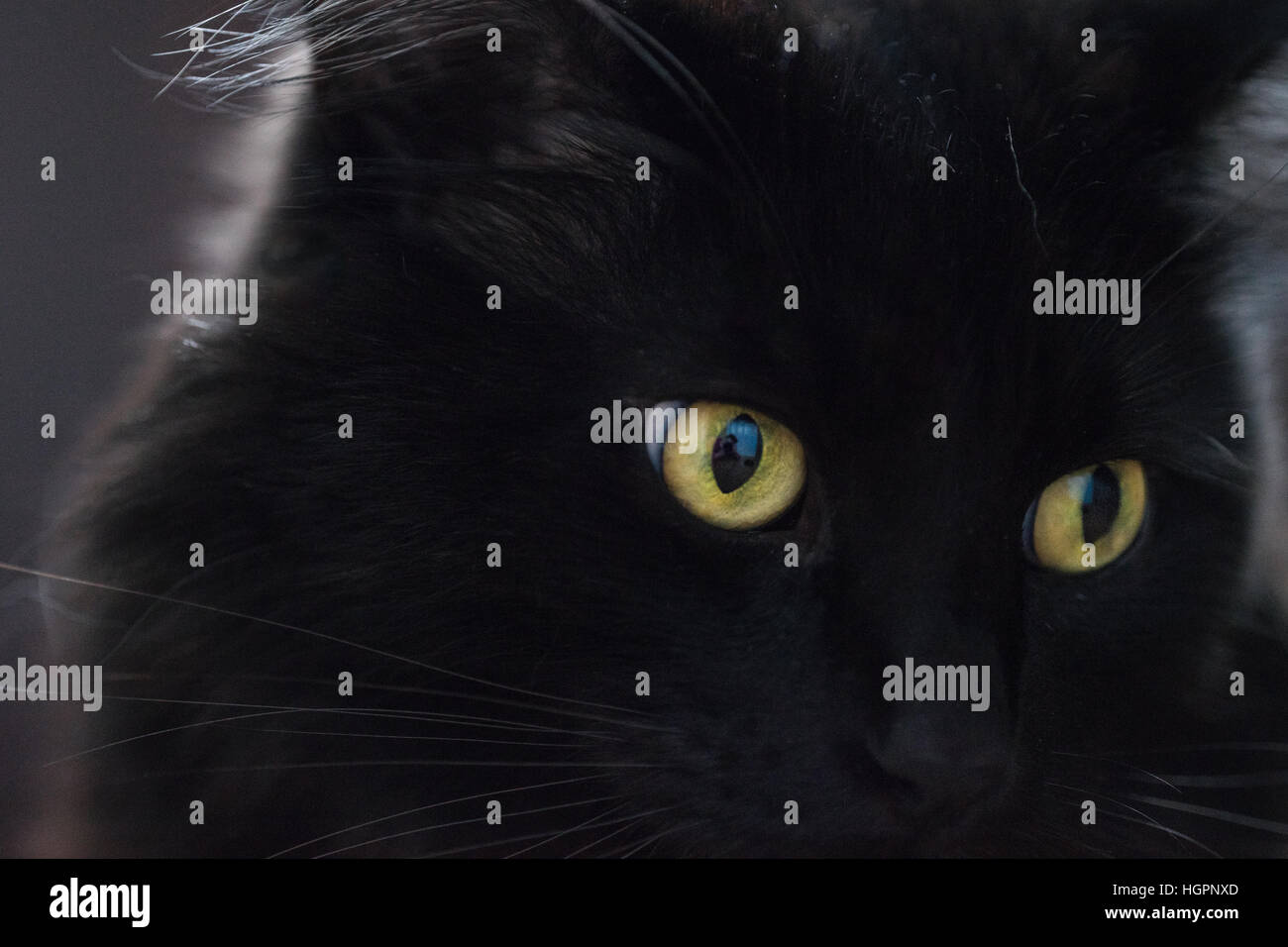 Beau chat noir moelleux gros plan en montrant des yeux couleur or. L'atmosphère paisible, gracieuse, contemplative, Banque D'Images