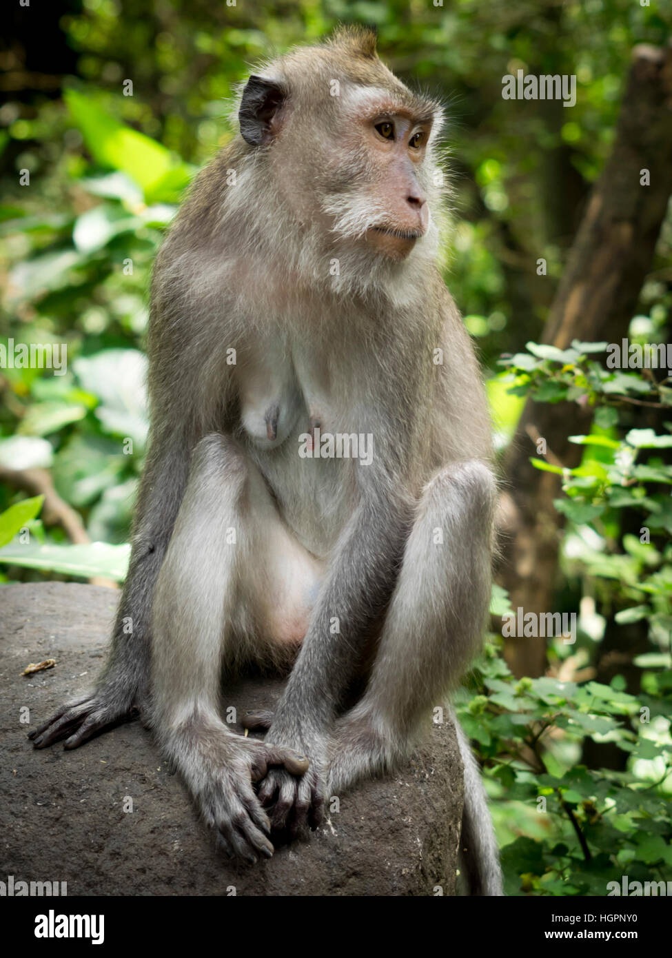 Affe Monkey Forest Ubud im Banque D'Images