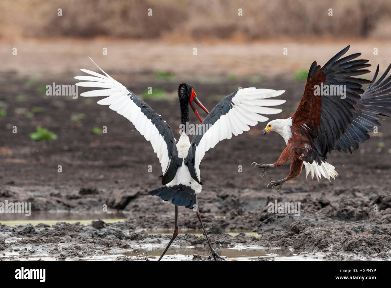 Saddle-billed stork paire pêche pan Mana Pools Banque D'Images