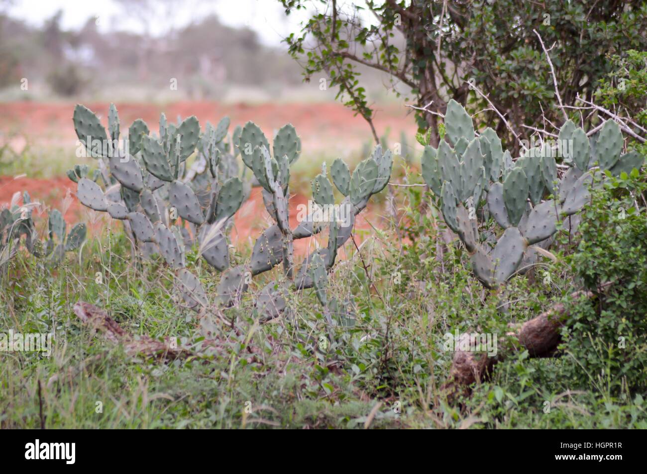 Cactus Opuntia qui sert comme une source d'eau et de la nutrition dans des conditions difficiles Banque D'Images