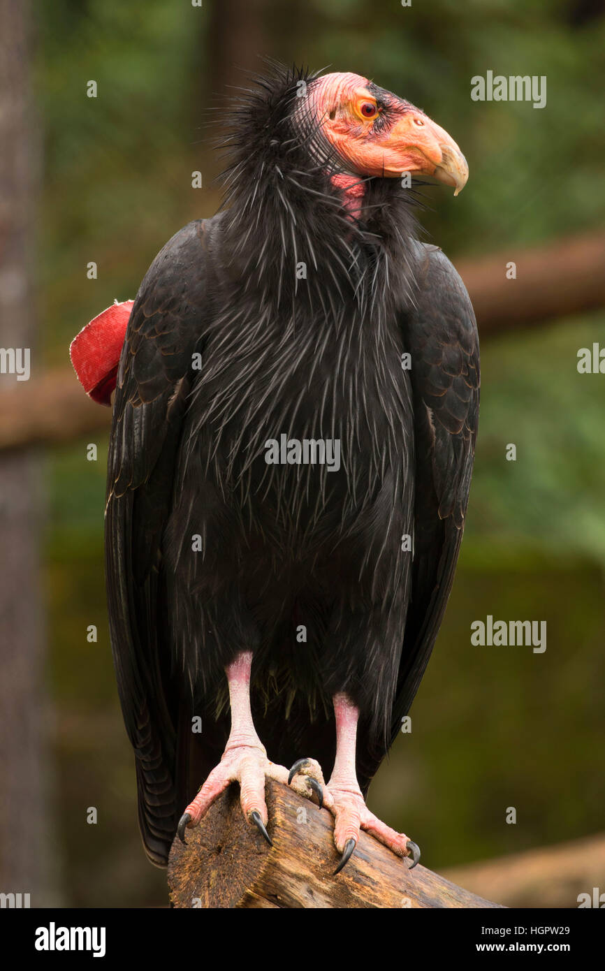Condor de Californie (Gymnogyps californianus), Zoo de l'Oregon, Washington Park, Portland, Oregon Banque D'Images