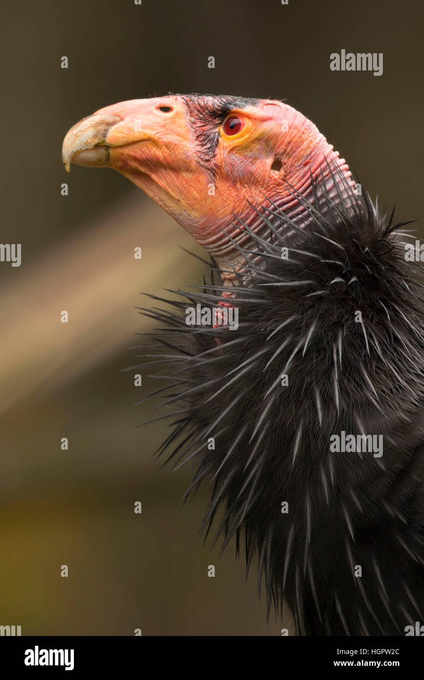 Condor de Californie (Gymnogyps californianus), Zoo de l'Oregon, Washington Park, Portland, Oregon Banque D'Images
