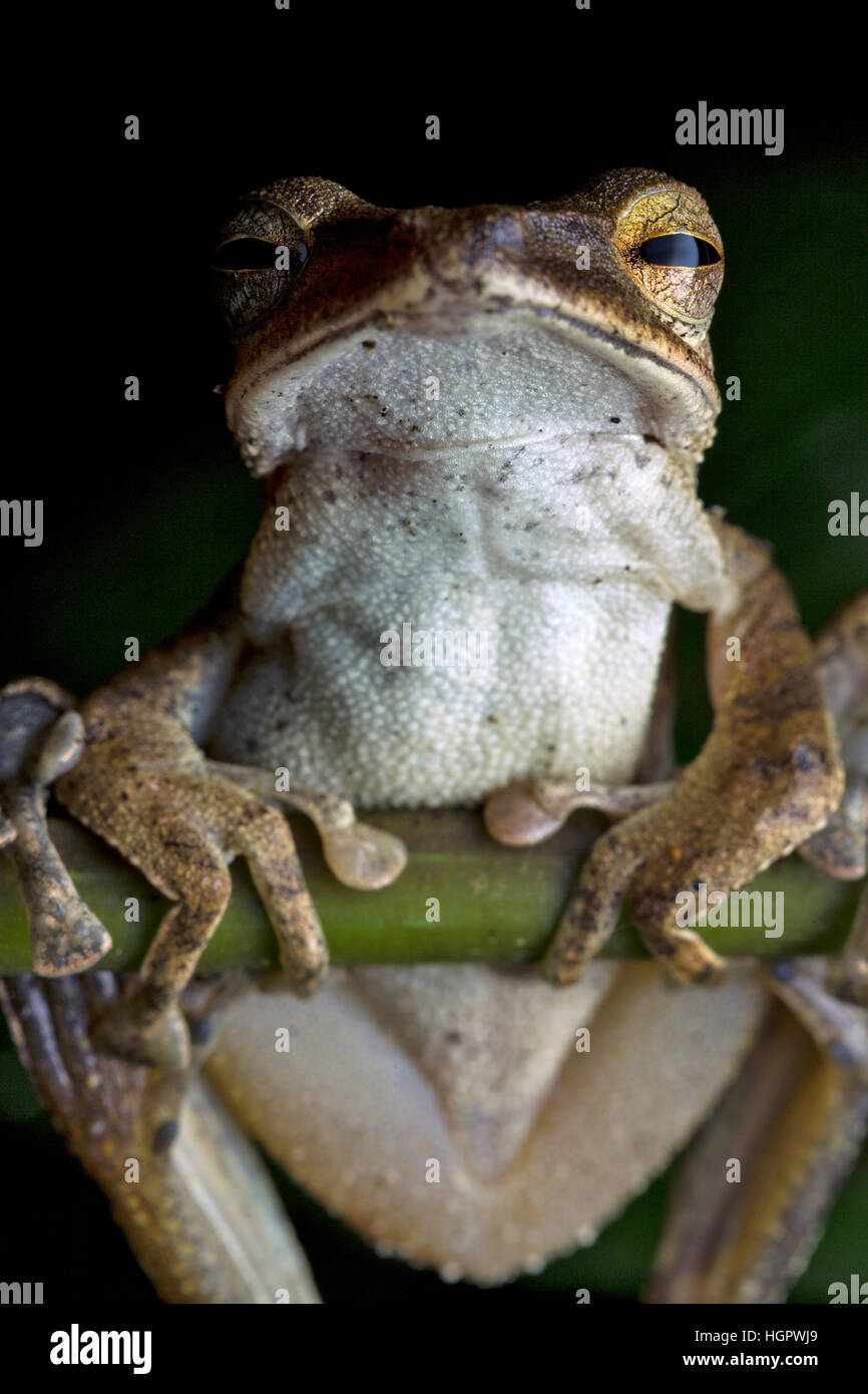 Rainette commune (Polypedates leucomystax) Banque D'Images