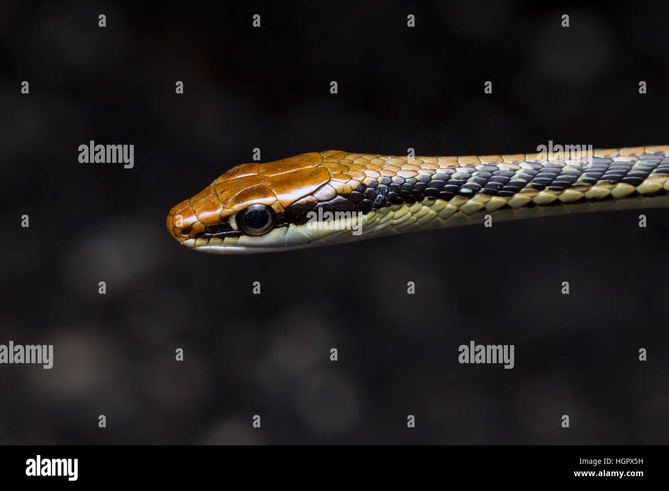 Serpent peint Bronzeback (Dendrelaphis pictus) sur le bord de la forêt tropicale en Malaisie Banque D'Images