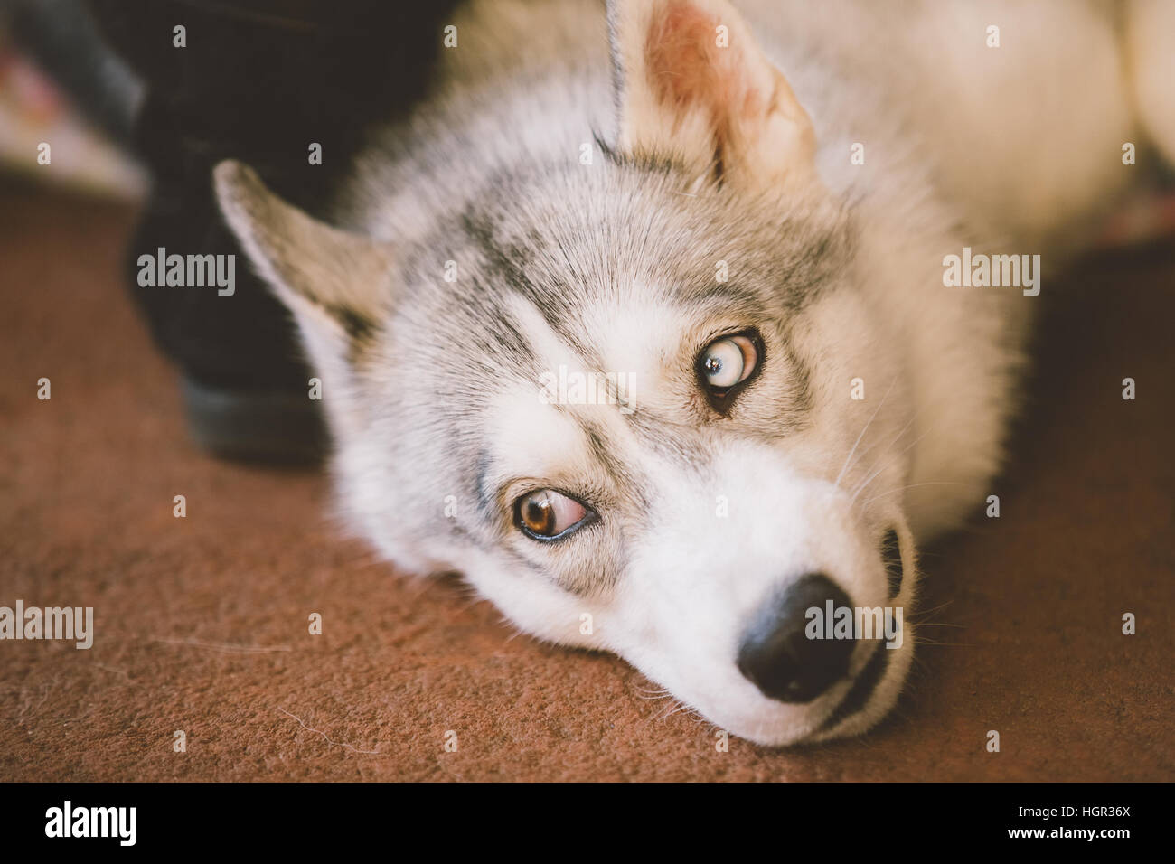 Les Jeunes Chiens Husky Gris Et Blanc Avec Des Yeux