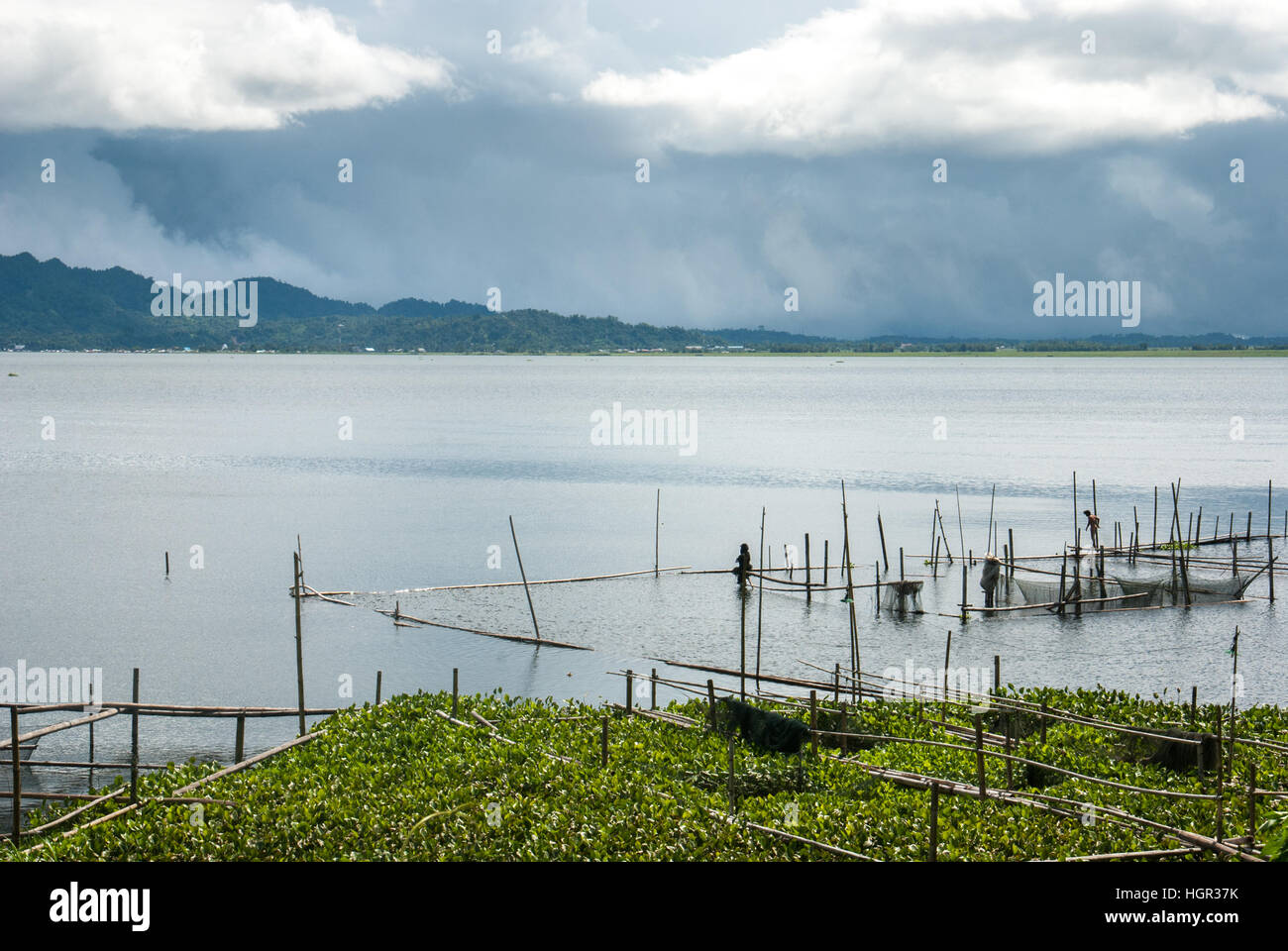 Une ferme piscicole et des paysages du lac Tondano, en avant-plan de la jacinthe d'eau, une espèce envahissante de plantes d'eau douce, dans le nord de Sulawesi, en Indonésie. Banque D'Images