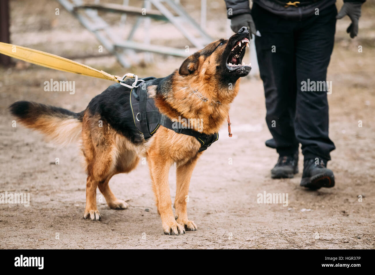 En colère contre l'aboiement chien berger allemand sur la formation Banque D'Images