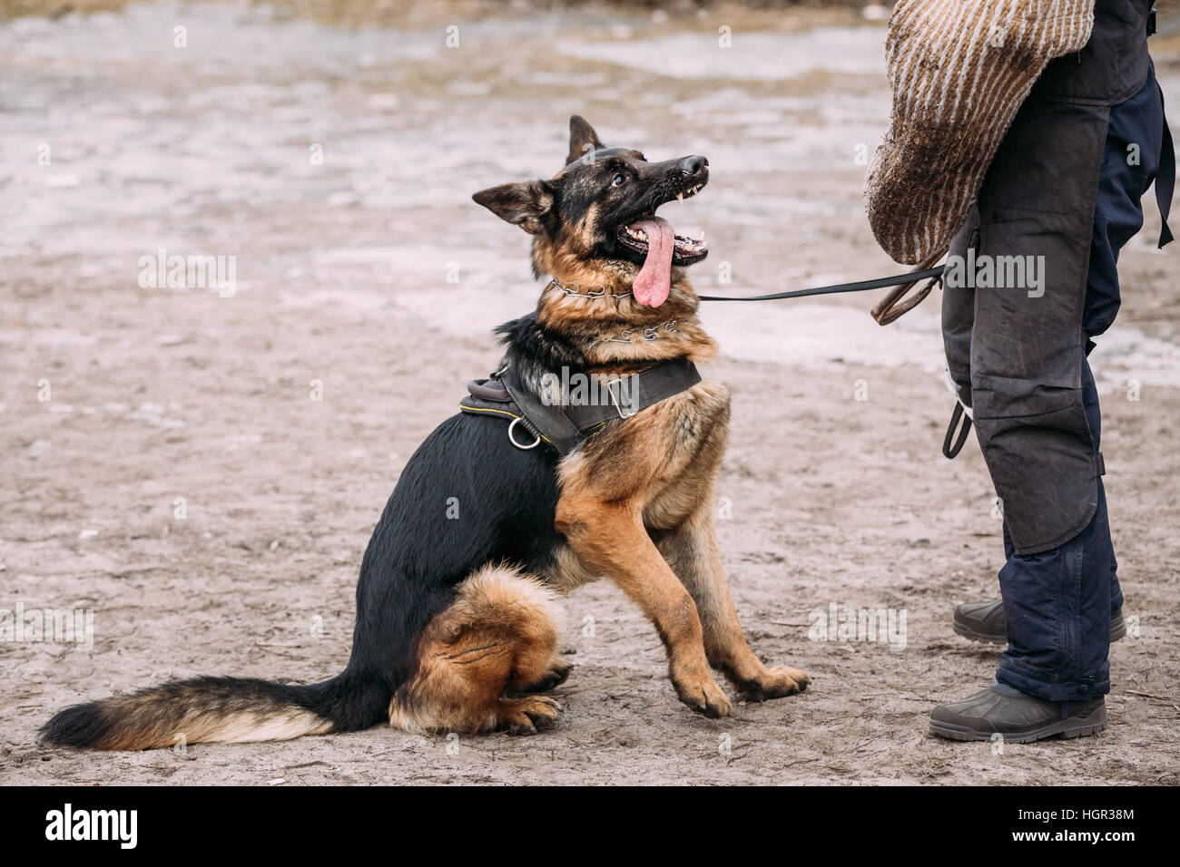 Formation de chien de berger allemand. Chien de mordre. Chien Loup d'Alsace. Deutscher, chien Banque D'Images