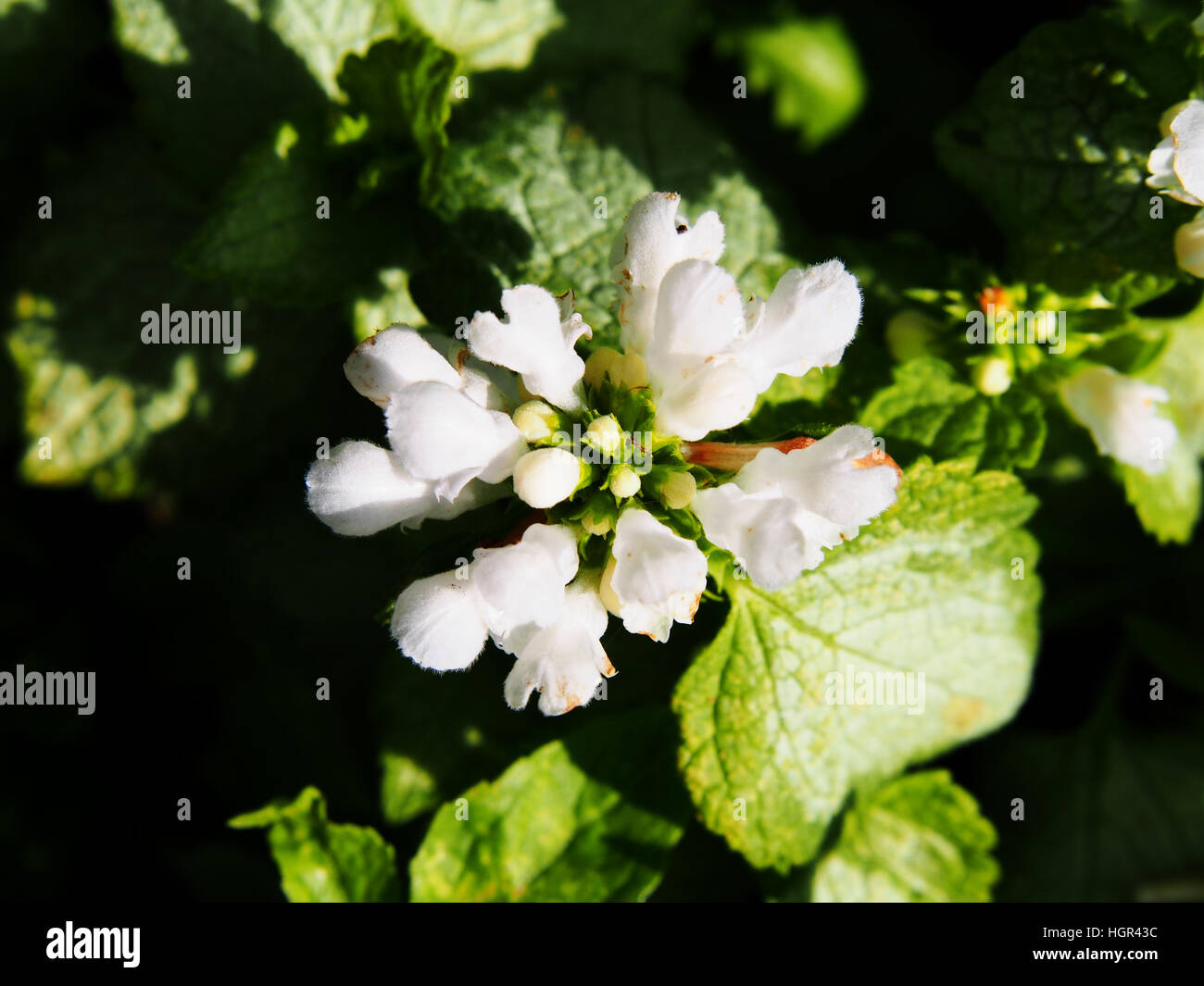 Blooming Lamium maculatum 'White Nancy' (spotted henbit, spotted dead-nettle, Purple dragon) Banque D'Images