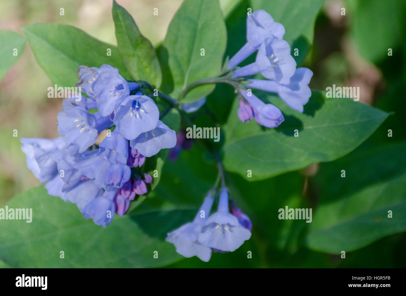 Virginia Bluebells, Mertensia virginica, Banque D'Images