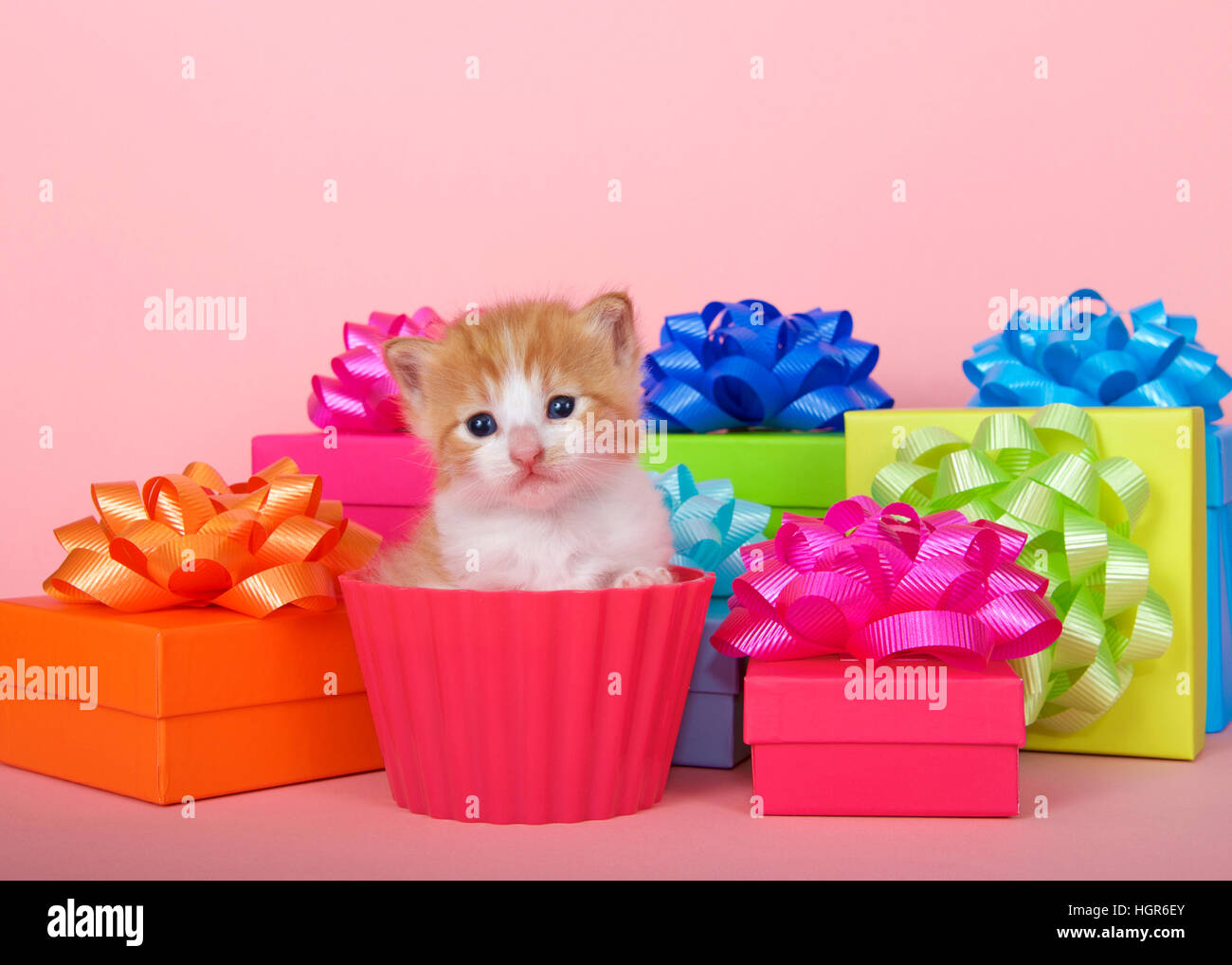 Orange et blanc tabby kitten dans un cup cake avec des boîtes d'anniversaire avec des arcs sur fond rose. Copier l'espace. Banque D'Images