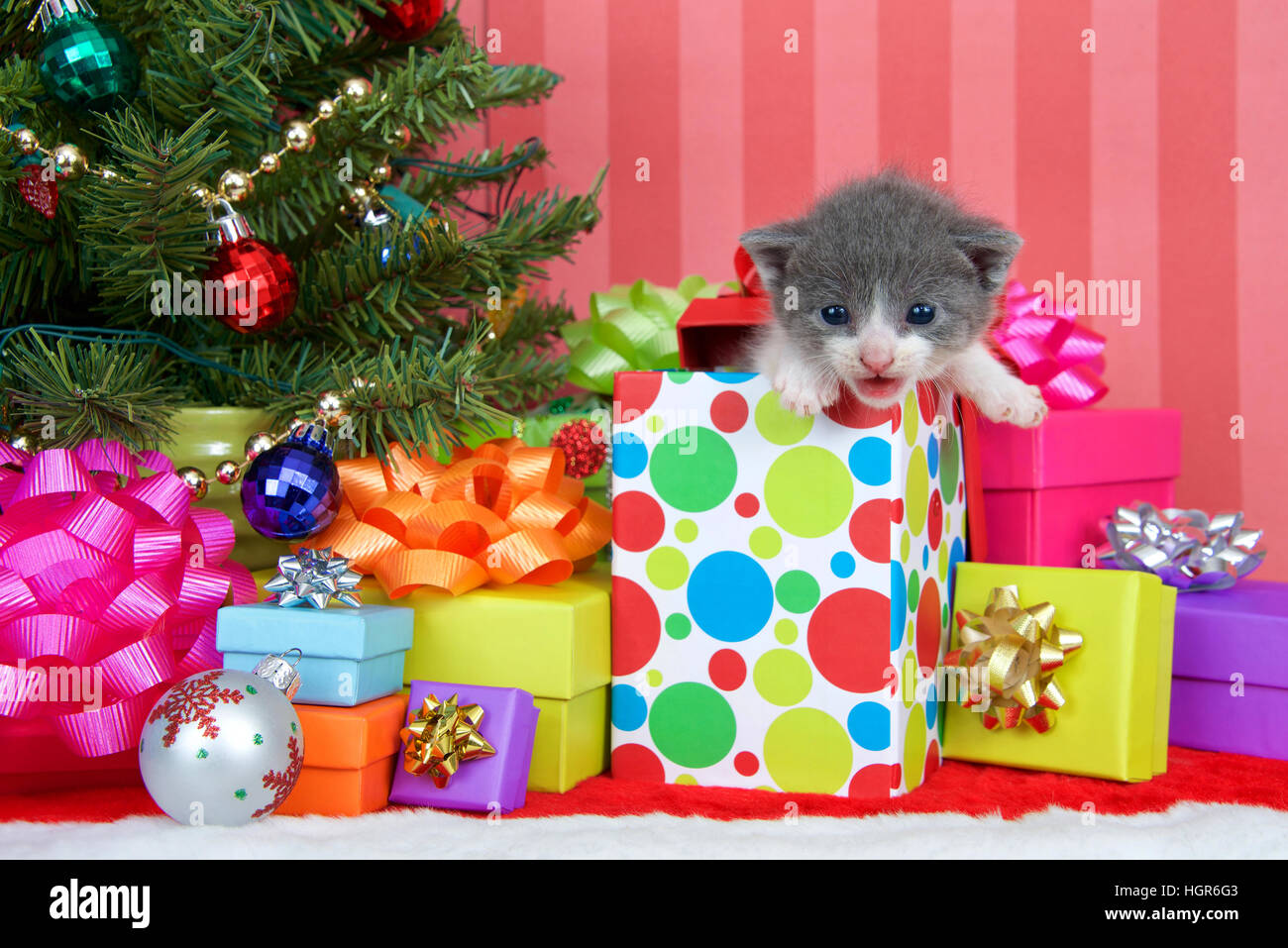 Adorable chaton tigré gris et blanc trois semaines randonnées hors d'un cadeau de Noël de fête avec des piles de boîtes colorées sous un arbre avec ruban Banque D'Images