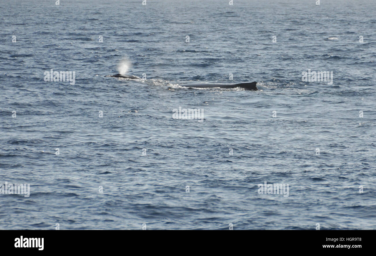 Respirer De La Baleine Bebe Avec Sa Mere Dans L Ocean Indien Pres De L Ile De La Reunion Photo Stock Alamy