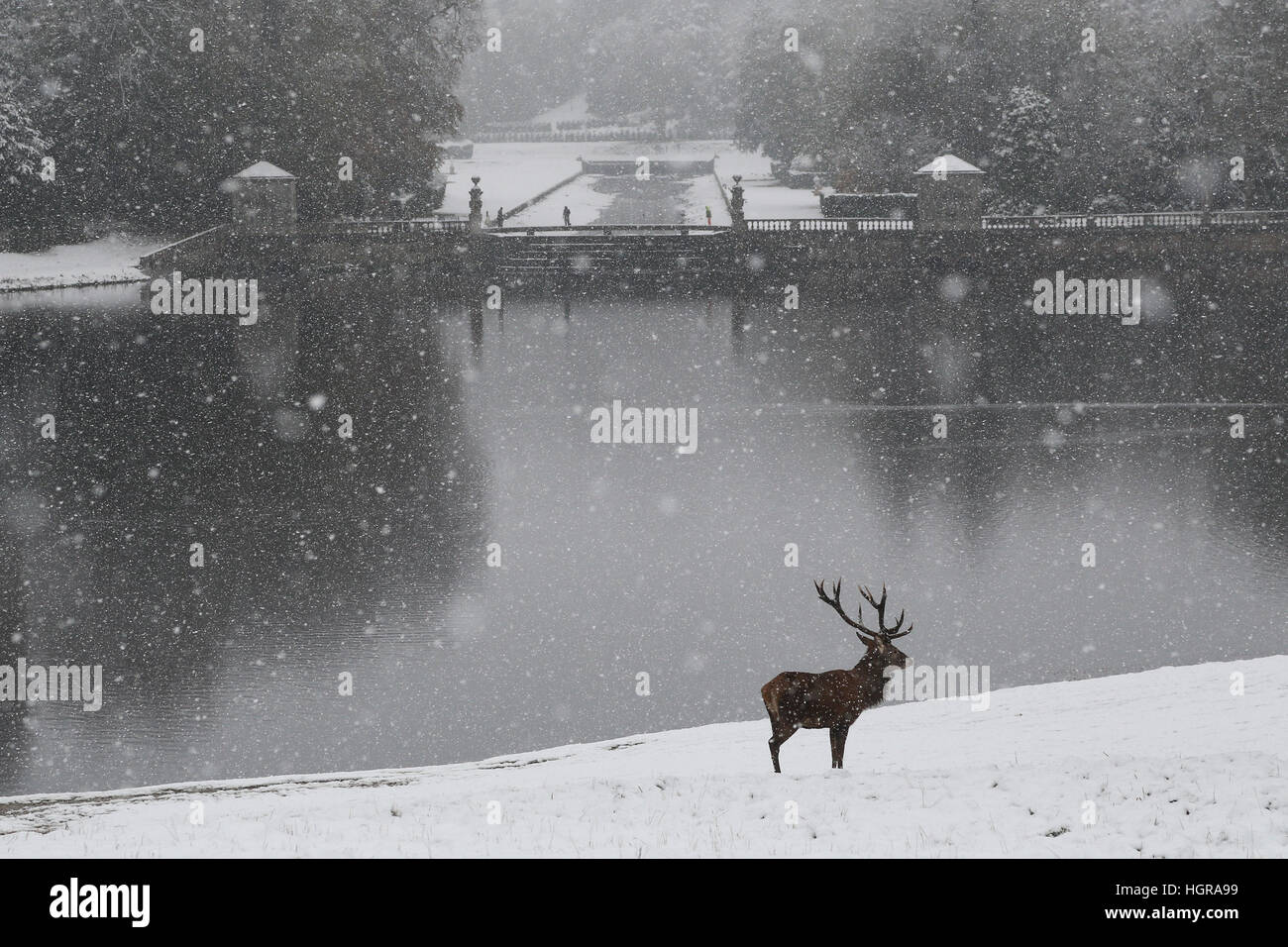 Red Deer stag se tient à l'attention dans les fortes chutes de neige à l'abbaye de Fountains près de Ripon dans Yorkshire du nord. le met office a publié une des conditions météorologiques Banque D'Images