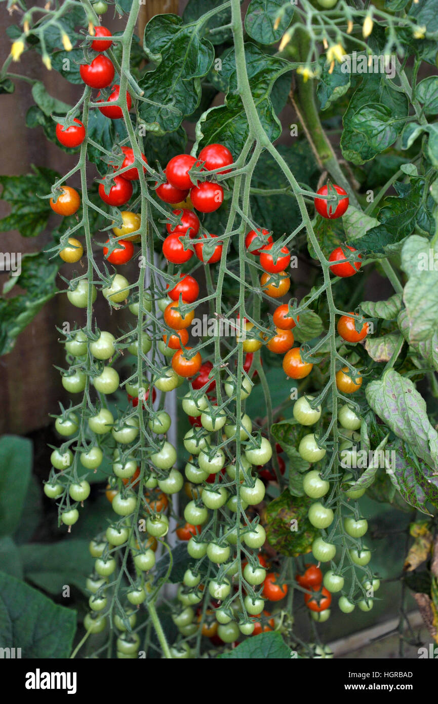 Tomates cerise, F1 Sweet Million, maturation sur la vigne en serre. Banque D'Images