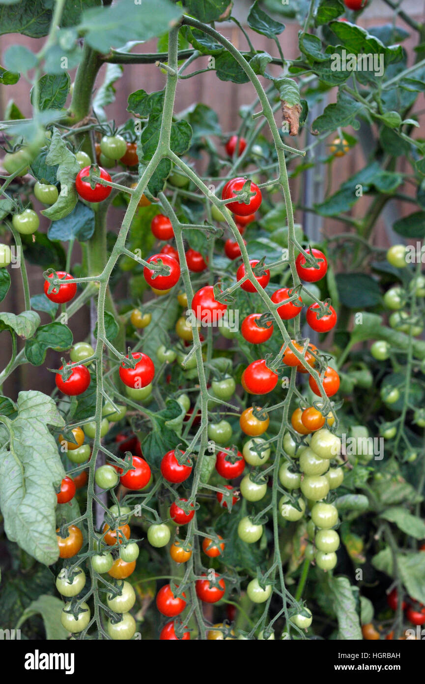 Tomates cerise, F1 Sweet Million, maturation sur la vigne en serre. Banque D'Images