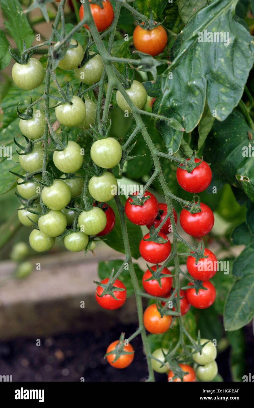 Tomates cerise, F1 Sweet Million, maturation sur la vigne en serre. Banque D'Images