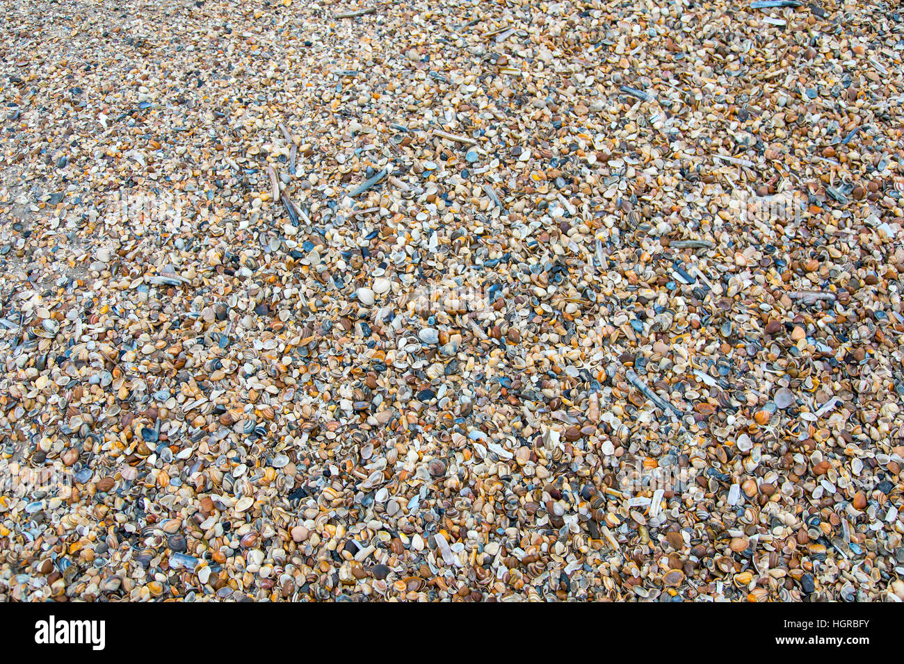 De nombreux coquillages sur la plage du nord, coques, Banque D'Images