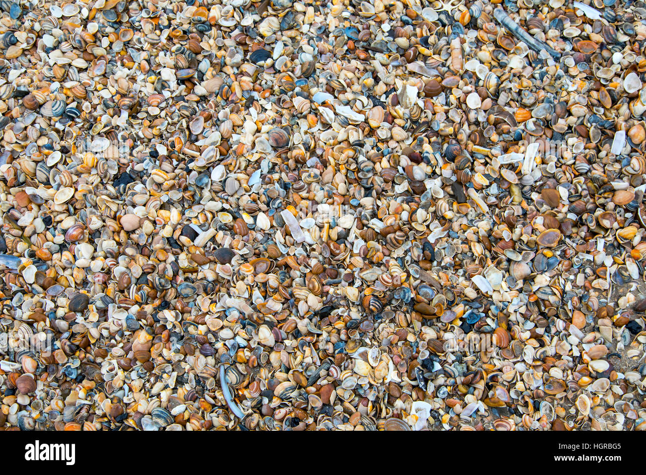 De nombreux coquillages sur la plage du nord, coques, Banque D'Images