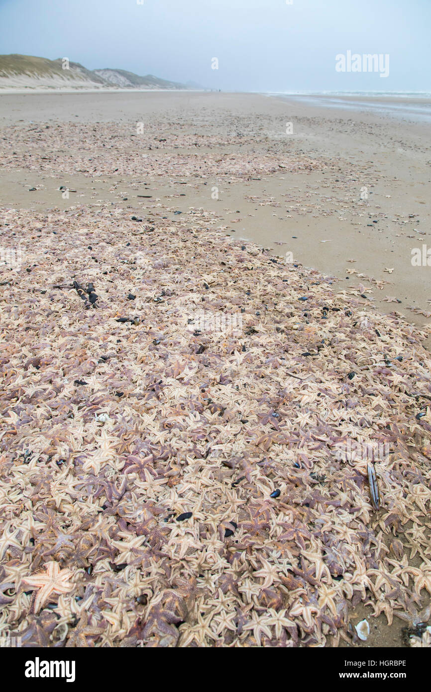 Les étoiles de mer, sur la plage de Bergen aan Zee, Hollande du Nord, pendant les journées d'hiver, des milliers d'étoiles de mer, morts, ont été conduits à des plages, des étoiles de dy Banque D'Images