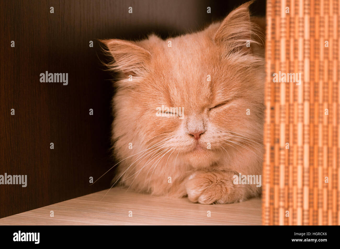 Visage de chat de gingembre ou de couchage intérieur ronronnant avec copie de texte Banque D'Images