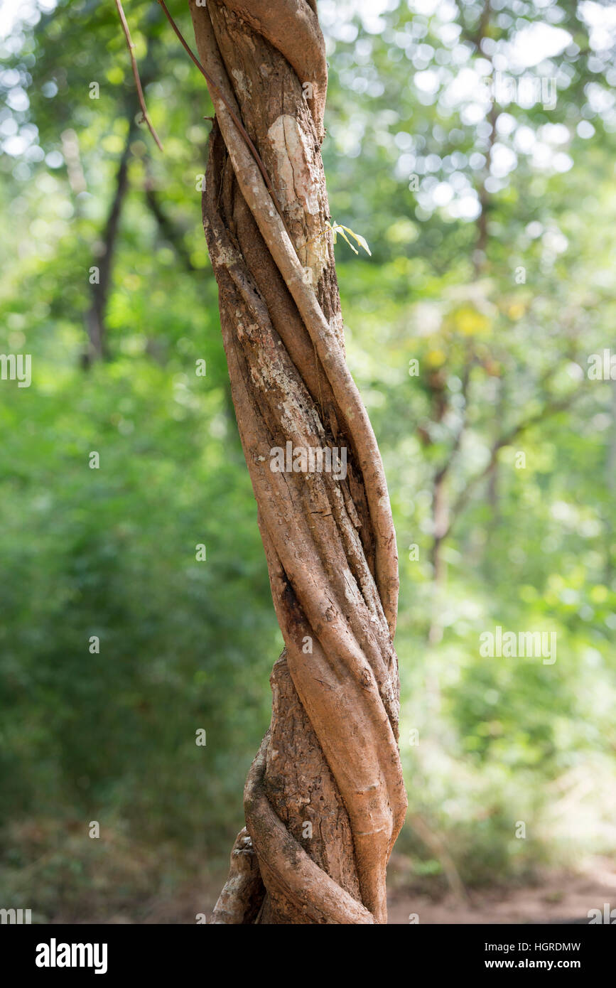 La forêt et les plantes dans le parc national de Phu Phra bat près de la ville de Udon Thani dans l'Isan dans le nord-est de la Thaïlande. Banque D'Images