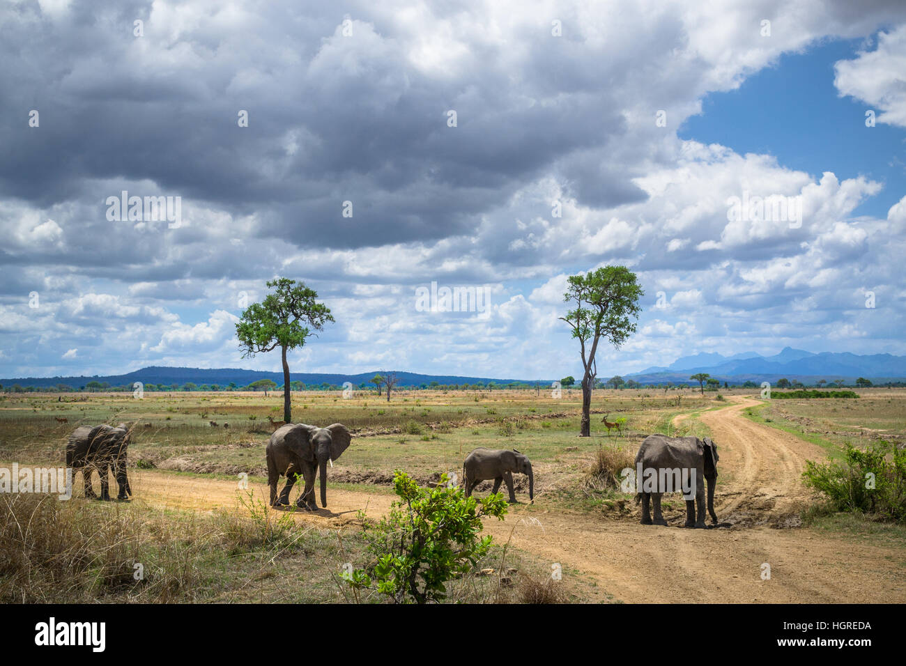 Les éléphants sauvages en Afrique, le Ruaha Banque D'Images