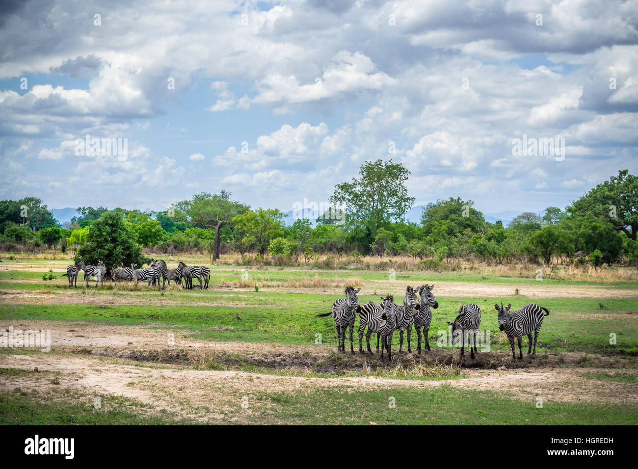 La faune de l'Afrique, les zèbres sur le Ruaha, Tanzanie, safari Banque D'Images