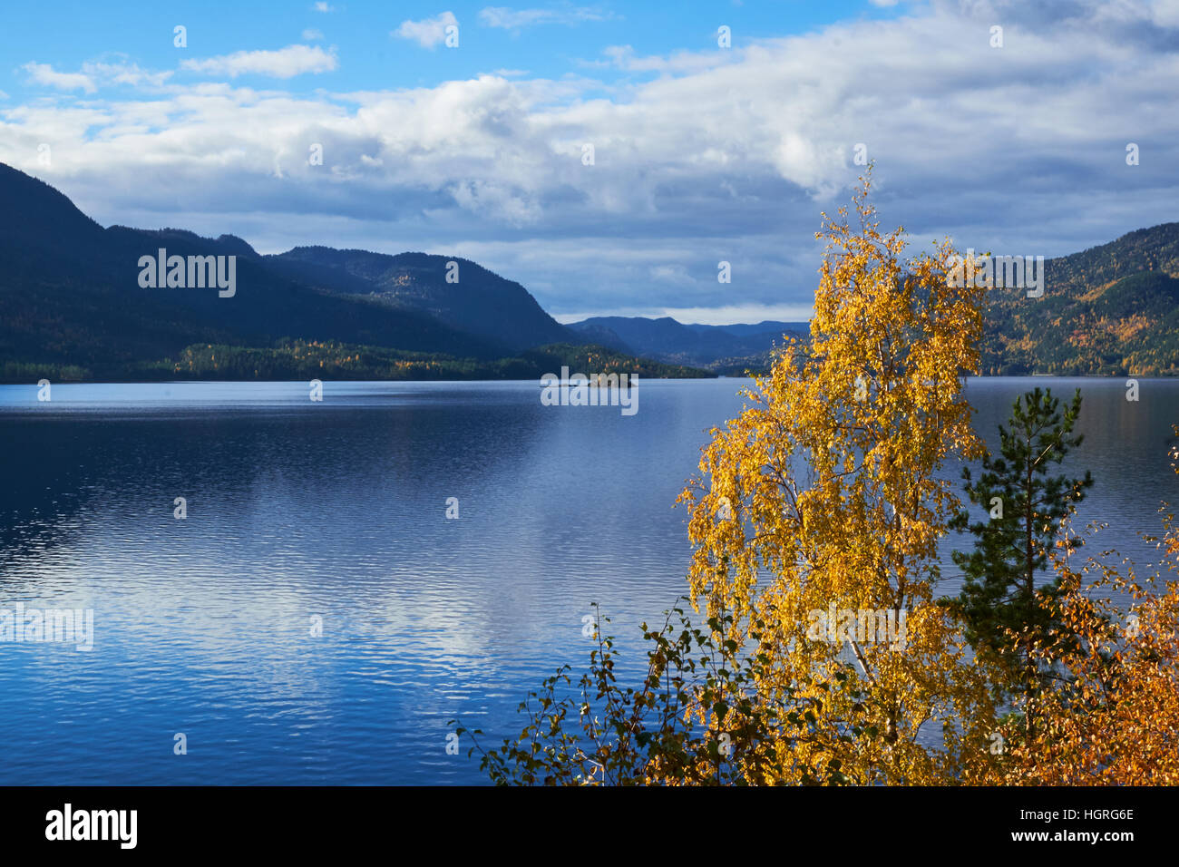 Vue sur un lac calme en Norvège par une froide journée d'octobre, d'un bouleau jaune avec les feuilles d'automne est au premier plan Banque D'Images