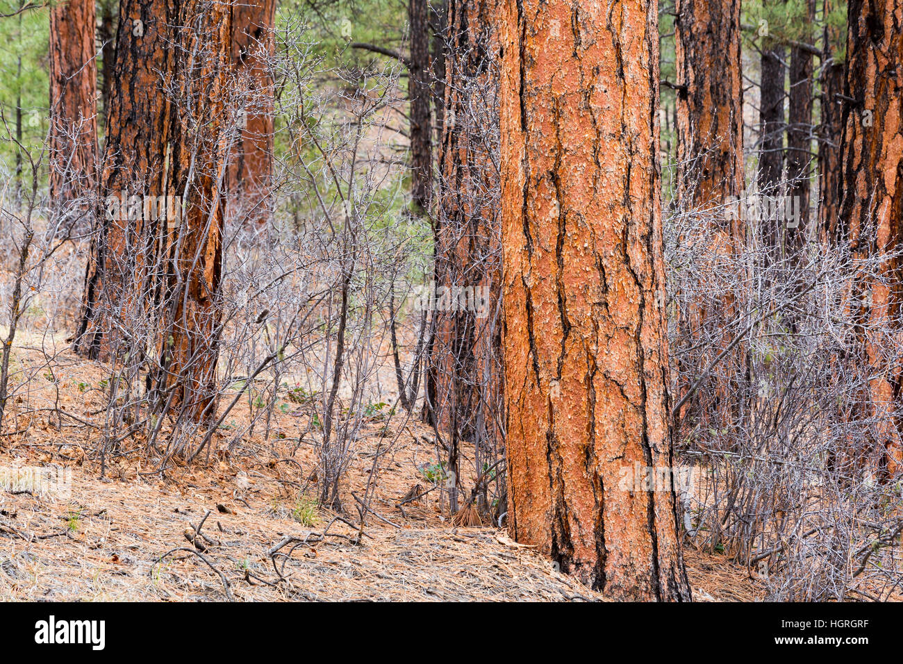 Chênes dispersés entre les troncs de pins ponderosa sur le nord du plateau Kaibab. La Forêt nationale de Kaibab, Arizona Banque D'Images