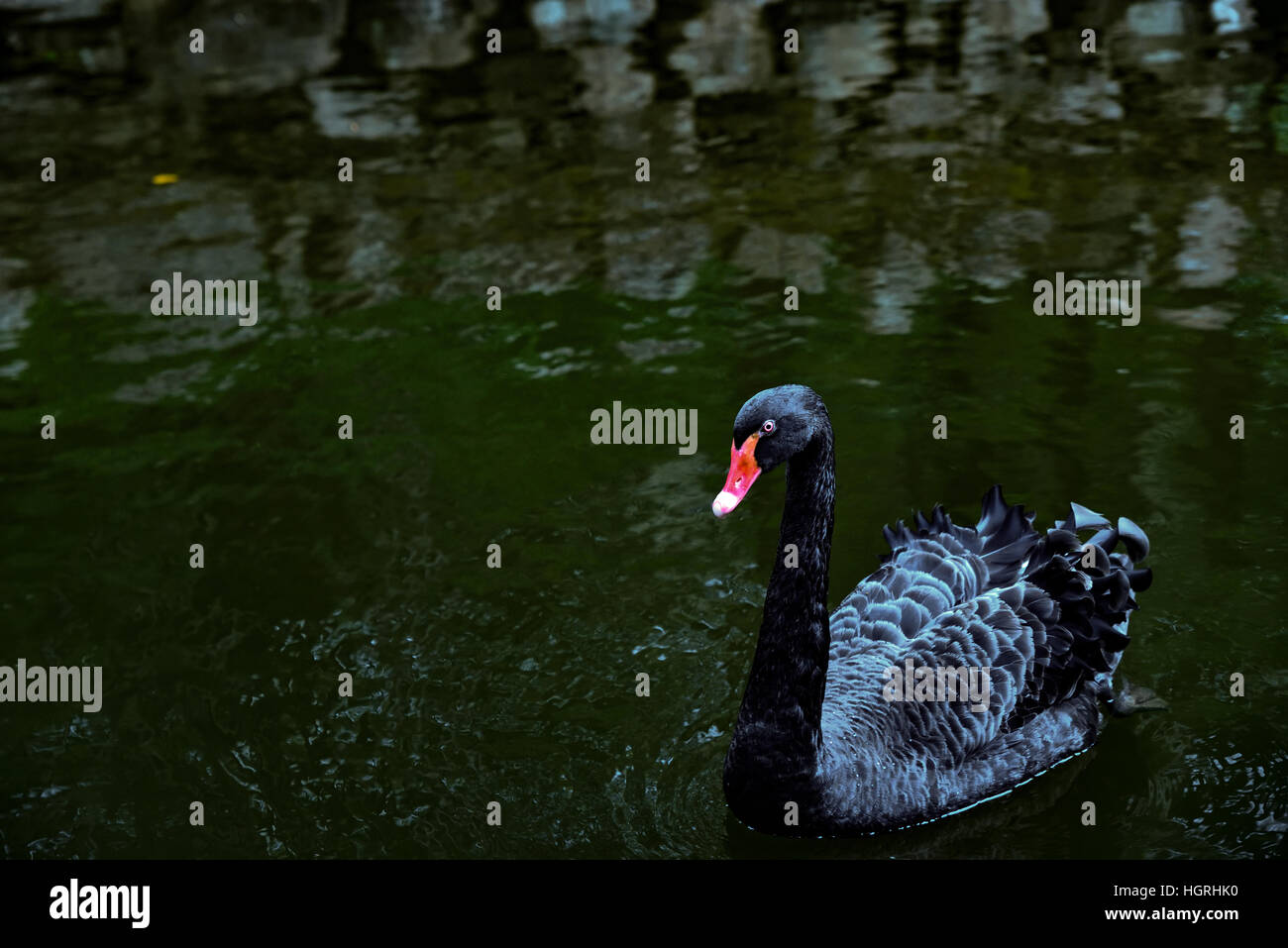Black Swan, pataugeoire, étang, eau, oiseau, parc Banque D'Images