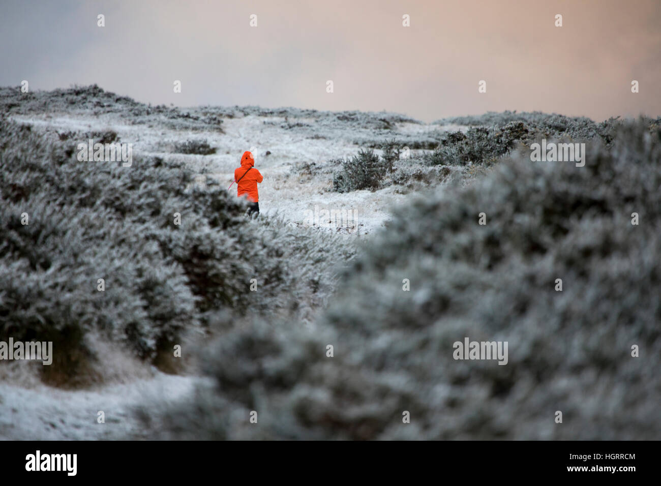 Un chien walker brave les éléments et les conditions de neige sur la montagne Halkyn, Flintshire Banque D'Images