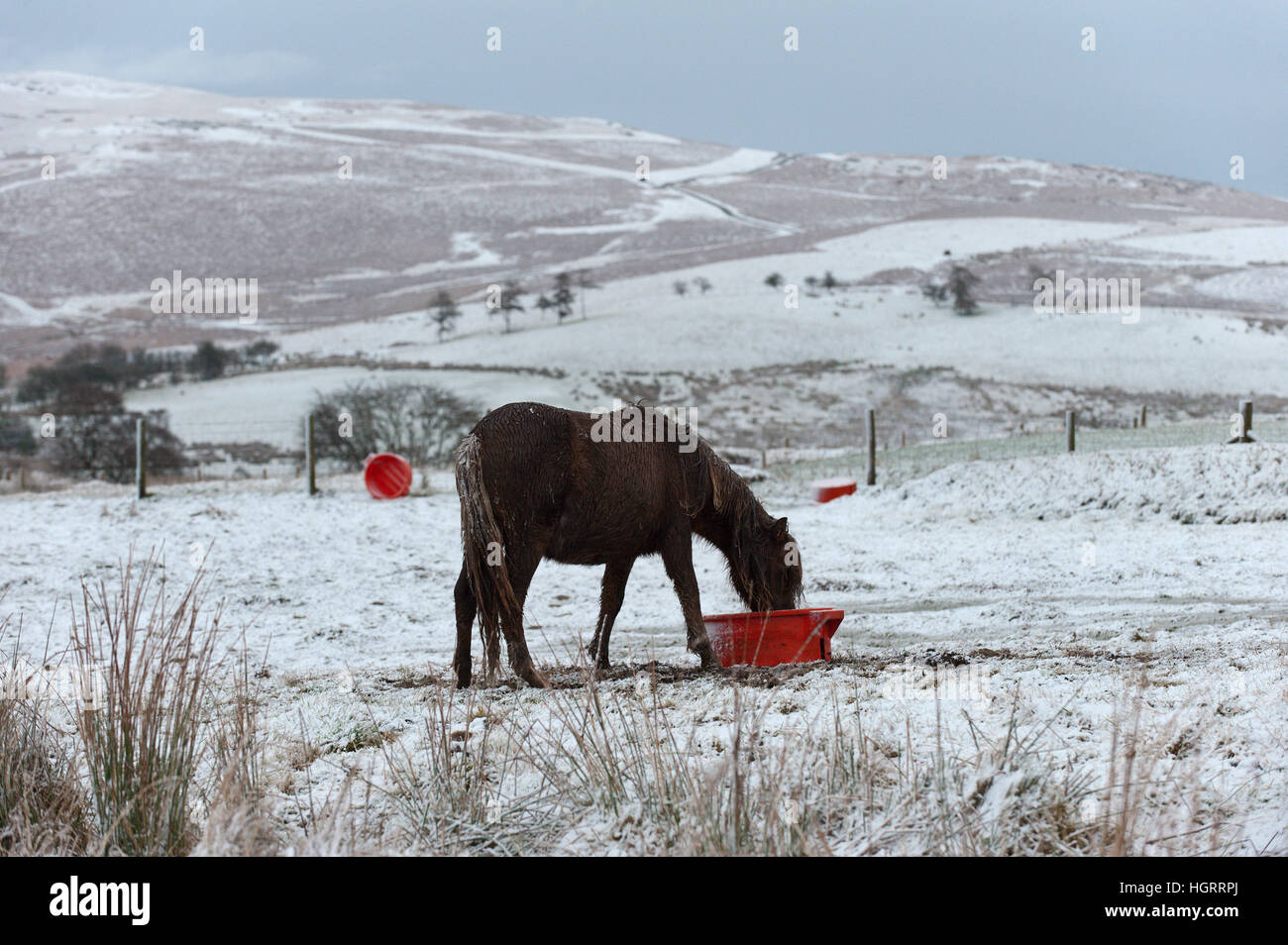 Builth Wells, Powys, Wales, UK. 12 janvier 2017. Les jeunes poney gallois se nourrit dans un paysage hivernal sur la haute lande du Mynydd Epynt gamme près de Builth Wells dans Powys, Pays de Galles, Royaume-Uni. © Graham M. Lawrence/Alamy Live News. Banque D'Images