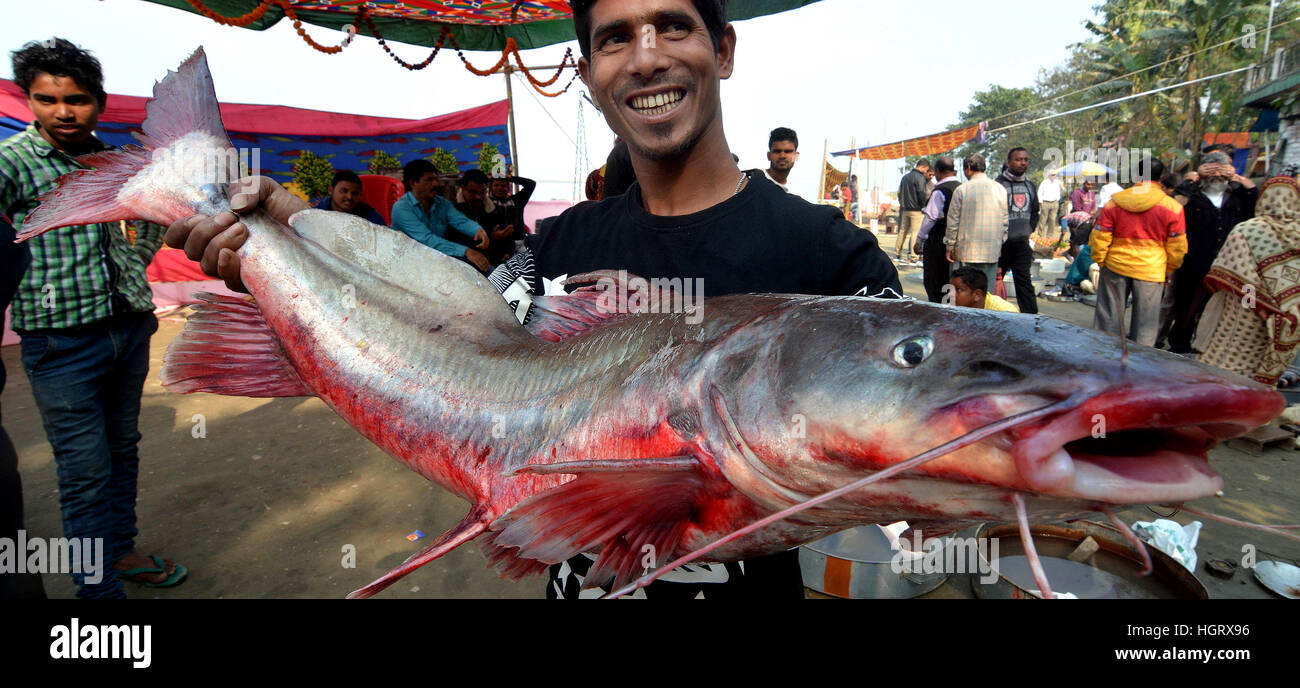 Guwahati, Inde. 12 Jan, 2017. Un vendeur affiche les poissons à vendre dans un marché spécial de poissons près de la banque du Brahmapoutre à la veille de la "Bhogali Bihu", un festival marquant la fin de l'hiver saison des récoltes à Guwahati, Inde du nord-est de l'état d'Assam. © Stringer/Xinhua/Alamy Live News Banque D'Images
