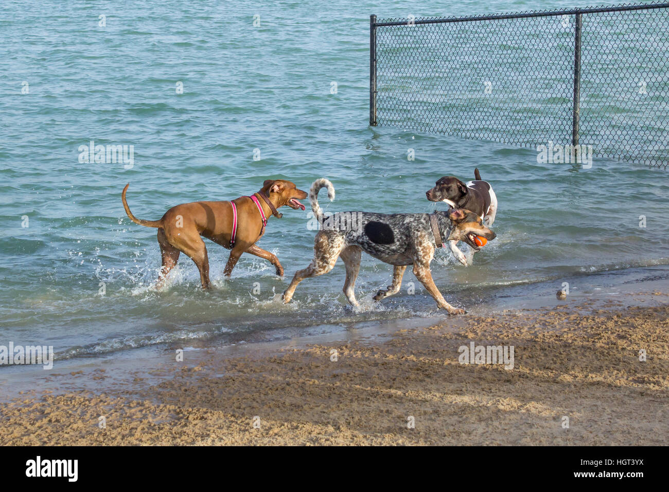 Parc pour animaux compagnons dans un bassin de retenue, deux bâtard l'observation d'un chien de retourner la balle dans un jeu d'aller chercher de l'eau. Banque D'Images