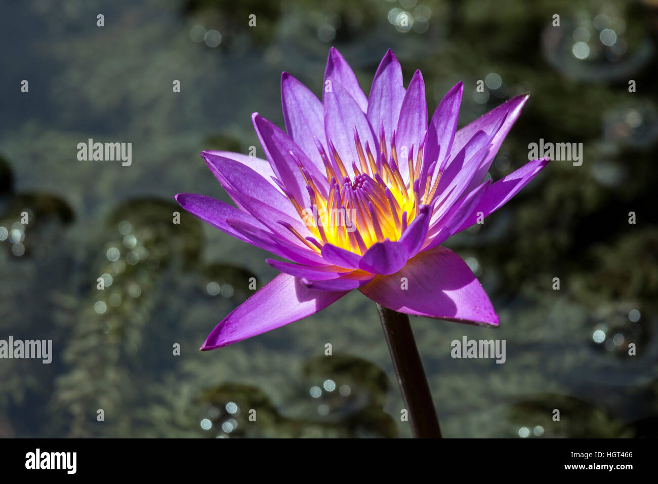 En outre, lotus bleu nénuphar bleu ou bleu sacré lily (Nymphaea caerulea) fleur, Sri Lanka Banque D'Images