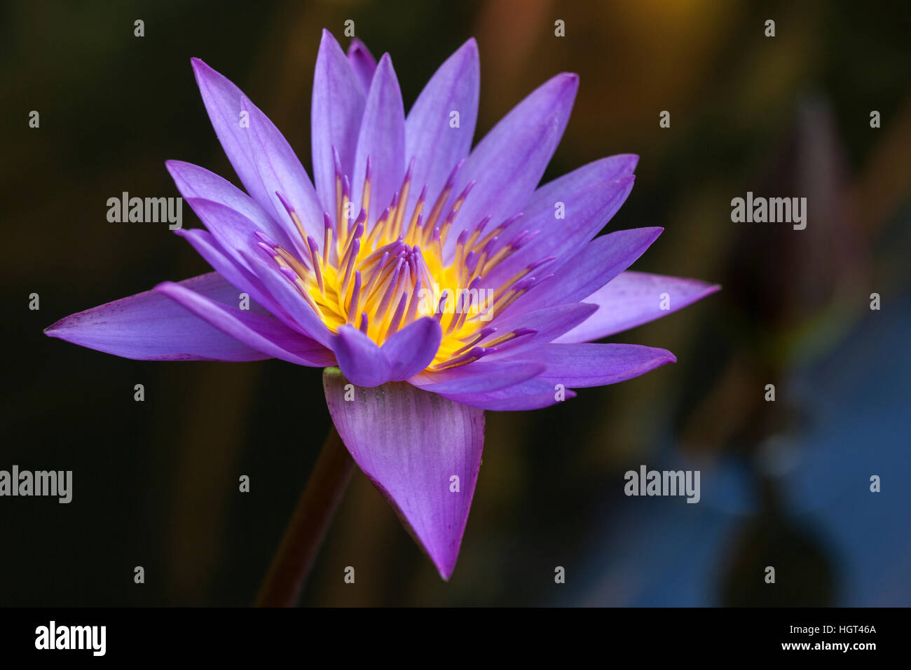 En outre, lotus bleu nénuphar bleu ou bleu sacré lily (Nymphaea caerulea) fleur, Sri Lanka Banque D'Images