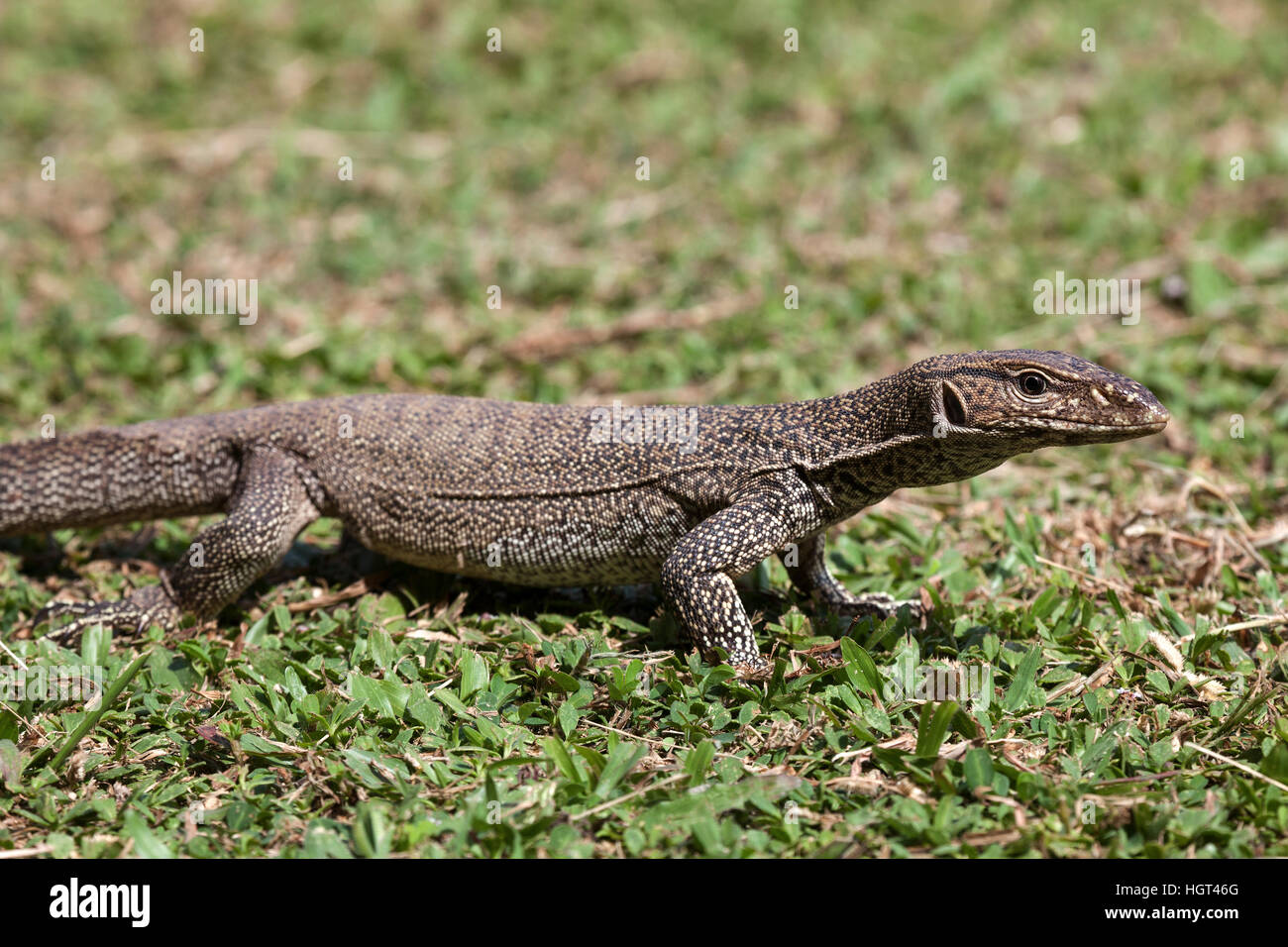 Bengale indien commun ou moniteur (Varanus bengalensis), juvénile, Sri Lanka Banque D'Images